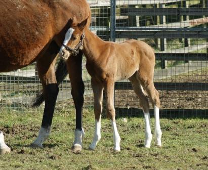2015 filly by Lope de Vega